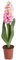 künstliche Frühlingsblume Hyazinthe groß mit Blättern im braunen Kunststofftopf (Creme-pink)