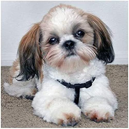 KESIMO Puzzle 1000 Teile für Erwachsene Shih Tzu Hund Freizeit Kinderspielzeug Heimtextilien Kunstgeschenke 38 * 26cm