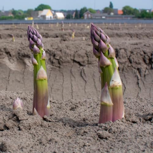 spargel samen - pflanzensamen, saatgut alte sorten spargelsamen kräutergarten, garden balkon beet, gemüse pflanzen balkongarten, gemüsesamen alte sorten kräuterbeet, balkon pflanze 250pcs
