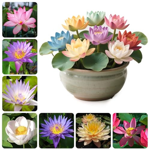 30PCS Lotusblume Samen Wohnung Gemischt, Lotusblume Samen, Winterharte Lotus Blumen, Bonsai Samen Blumen Balkon, Pflanzen Kräuter Samen, Blumen Saatgut Schalenlotus Samen