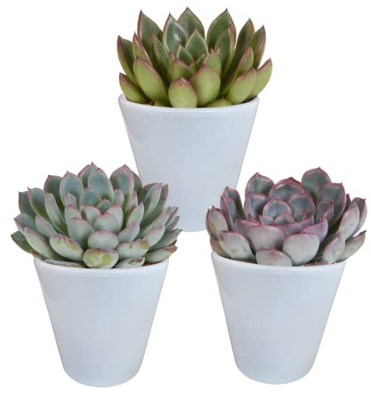 Sukkulenten | Echeveria Mix in weißem Topf | 3 Stück | diverse Sorten | Ø 11 cm | ↕ 12-15 cm | Pflegeleichte Zimmerpflanzen | in farblich abgestimmtem Übertopf