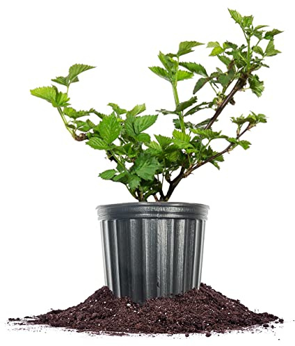Perfect Plants Apache BlackBerry Bush 1 Gallon | Live Thornless Fruit for Outdoor Planting | Fresh Fruits for Home Gardens | Dark Purple Berries Emerge During Early Summer