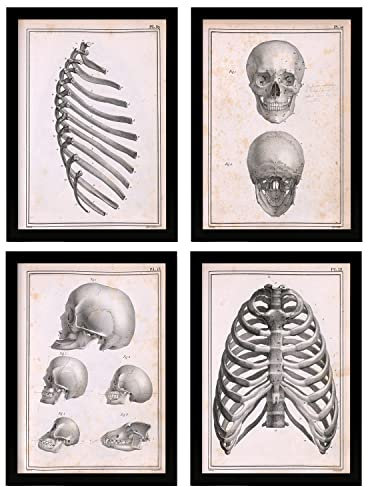 Nacnic Poster-Set, 4 Stück, menschliche Anatomie, Schädel und Rippen, Illustrationen der Biologie und Medizin im Vintage-Stil, Design und Dekoration für den Innenbereich, A4, schwarzer Rahmen.