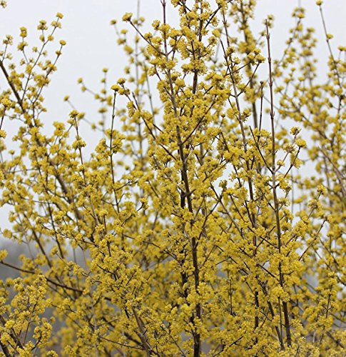 Gold Kornelkirsche 40-60cm - Cornus mas