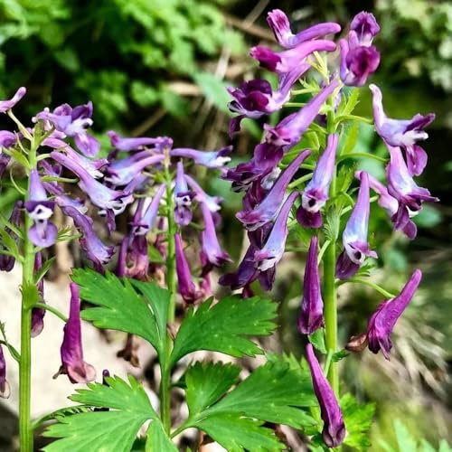 100 pz semi di speronella, corydalis solida, prato delle di semi di fiori da balcone semi di fiori da giardino regali per vasi per piante per gli amanti del giardino cucina per