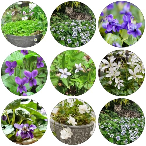 violetas fragantes - Viola odorata - primavera semillas de silvestres decoraciones jardín para exteriores jardín cortadas balcón semillas interior 500pcs