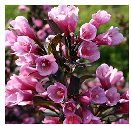 Weigela Nana 'Purpurea' 15cm Pot Size