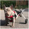 Haustiere Wagen Hunderollstuhl Für Hinterbein/Hintere Füße Rehabilitation Rollstuhl Dog Wheelchair Für Hunde Katze Hase Haustier Von 2~44 Lb Hundegehilfe Hunderollwagen