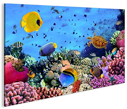 islandburner Bild Bilder auf Leinwand Aquarium Fische Meerwasser Tropische Doktorfische 1p XXL Poster Leinwandbild Wandbild art up your life ®