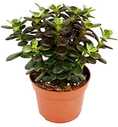 Crassula Portulacea Minor Maceta 18cm Planta Crasa Natural Suculenta Ornamental