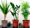 Mix Evergreen - Planta de interior en macetas de 12 cm para jardín, oficina 3 o 6
