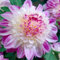 dahlien knollen winterhart balkonpflanzen winterhart bonsai topf blumenwiese topfpflanzen blumen exotische pflanzen winterhart balkonpflanzen winterhart dalienknollen dahlien zwiebeln 1pcs