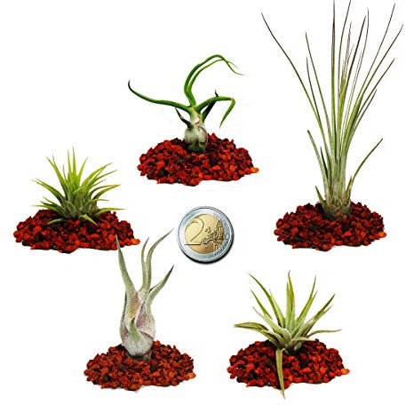 Exotenherz - 5 verschiedene Mini-Tillandsien - extra klein
