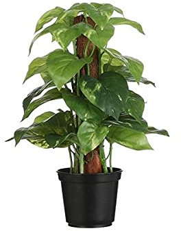 Planta de Interior Potho Tutor Altura 50cm Epipremnum Aureum, Potus, Pothos o Potos