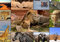 Puzzle 1500 Teile - Collage - Wildlife