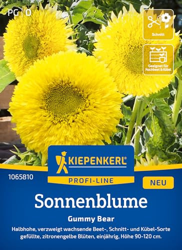 Kiepenkerl Sonnenblumensamen Gummy Bear 1065810, Blumensaat | Zitronengelbe Blütenpracht für Garten & Kübel, Blumenwiese, kompakt