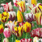 Tulpenzwiebeln, Gemischte Tulpensorten, Kollektion, Tulpenzwiebeln für Gärten, Frühlingsblüher, Pflanzfertige Blumenzwiebeln, Gartenlandschaft (50 Zwiebeln)