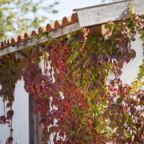 Wilder Wein Parthenocissus quinquefolia, kletternd und kräftig zur Wandbegrünung Topf gewachsen (100-150cm)