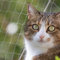Pet Prime Cat Safety Net for Balcony Window Transparent Protective Net for Cats Pet Anti-escape Net Invisibel Safety Fence Include Fixing Set (4x3m)