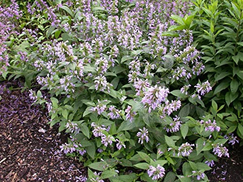 Agastache foeniculum ca. 9x9 cm Topf - Anis-Ysop, violette Blüten, Blütezeit Juli-September, bienenfreundlich, ideal für Kräutergärten, pflegeleicht