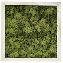 Quadro Lichene per Interno o Esterno, Parete Verde Quadretto Likene Naturale Artificiale Decorativa, Muschio Stabilizzato Soggiorno Camera Cucina Salotto Ufficio - Interno 50x50 Esterno 52x52 cm