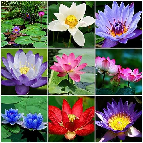 PERZOE 10 Stück Candock-Wasserpflanzen, Lilien-Hydrokulturstauden, Lotusblumensamen 10 Stück Lotussamen