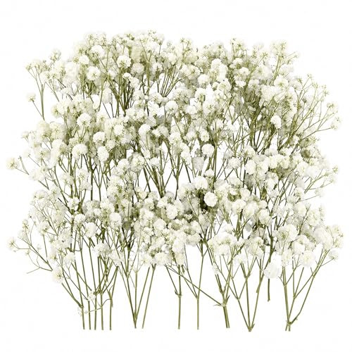 150 Stück Schleierkraut Getrocknet, 8-15cm Trockenblumen Schleierkraut, Weiße Getrocknete Blumen, Trockenblumen, für Deko, DIY Fotorahmen, Basteln, Lesezeichen, Hochzeits, Und Inneneinrichtung