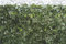 VERDELOOK Sempreverde® Point Siepe Artificiale 1.5x3 m, Foglia edera, Decorazioni Giardino
