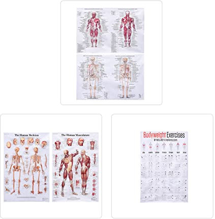 MISNODE 5 Pack Human Anatomy Poster, Muskel- + Skelettanatomie + Übungsposter-Set, menschliches Muskel- und Skelettsystem, anatomische Diagramme (45 x 68 cm)