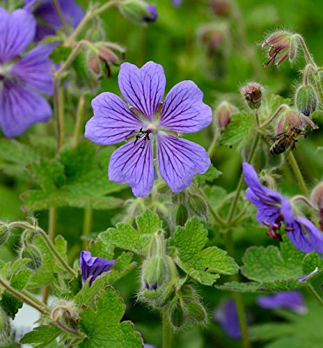 Kaukasus Storchschnabel Terre Franche - Geranium renardii - lebende Gartenpflanze aus den Baumschulen