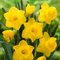 Saterkali Gelbe Narzisse Blumensamen, 25 Stück Blumensamen Lebendige gelbe Narzisse Blumenzwiebeln Blumensamen Yard Supplies Saatgut