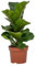 Trendyplants - Ficus Lyrata Bambino - Plante de tabac - Plante d'intérieur - Hauteur 20-40 cm - Taille du pot Ø12cm