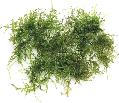 K2AQUA 20 Grams Weeping Moss Vesicularia Ferriei Live Aquatic Plant for Aquarium Fresh Green Low Light Easy to Grow Shrimp Safe for Fish Tank Tropical Planted Tank
