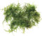 K2AQUA 20 Grams Weeping Moss Vesicularia Ferriei Live Aquatic Plant for Aquarium Fresh Green Low Light Easy to Grow Shrimp Safe for Fish Tank Tropical Planted Tank