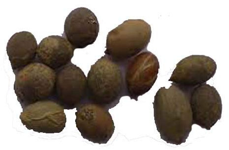 Palma bottiglia (Hyophorbe Hyophorbe) 5 semi