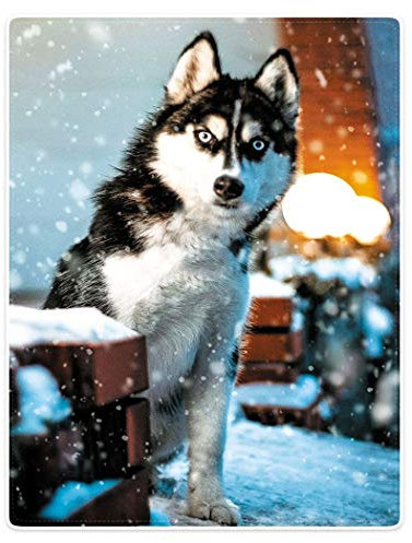 YISUMEI Decke 150x200cm Flauschige Kuscheldecke Weich Flanell Fleecedecke Schneewolf Husky