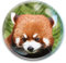 Deluxebase Magnidome - Roter Panda Panda Kristallglas Kühlschrank Magnet für Kinder. Hervorragende gewölbte Magnete für Wohndekoration und Zubehör