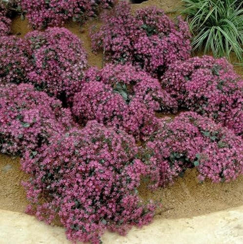 Pflaumen Fetthenne - Sedum cauticola - lebende Gartenpflanze aus den Baumschulen