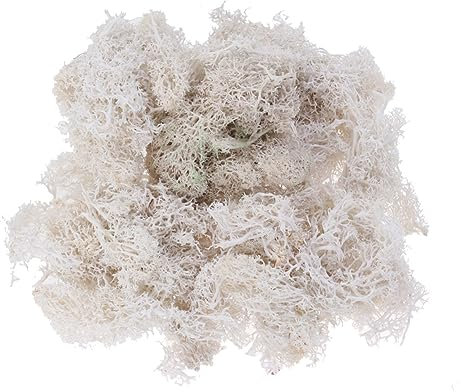 COHEALI Decoración Blanca Plantas De Imitación Planta Artificial Decoración De Terrario Floral Preservado A Granel Musgo De Imitación Bien Conservado Musgo Preservado Musgo Fresco Flor