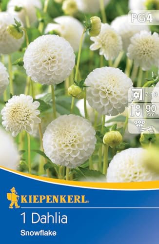 Kiepenkerl Pompon-Dahlie Snowflake 724020 – mehrjährige Blumen mit strahlend weißen Blüten und ideal als Schnittblume - Dahlienknollen, Blumenzwiebeln