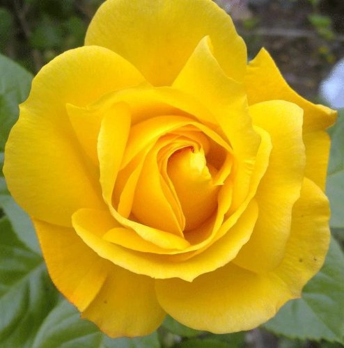 Rosa Bush Rose Floribunda 'Arthur Bell' Plant