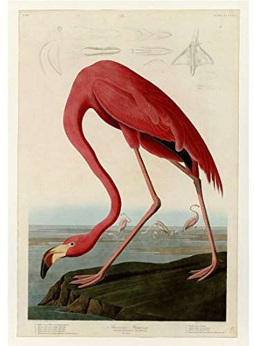 Meishe Art Poster Vögel Jahrgang Plakate Drucken Plakatdrucke Flamingo Pelikan Wilde Tiere Dekorative Illustration Antik Dekoration Kunst Wand Dekor