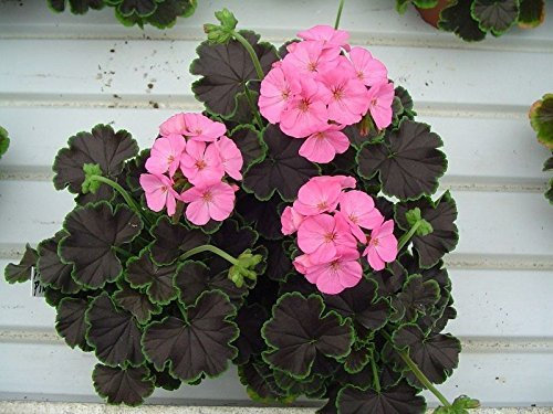 15 Semi di geranio Cola Rose