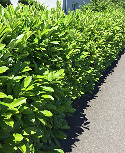 25 Stück Kirschlorbeer Topf/Container 20-40 cm