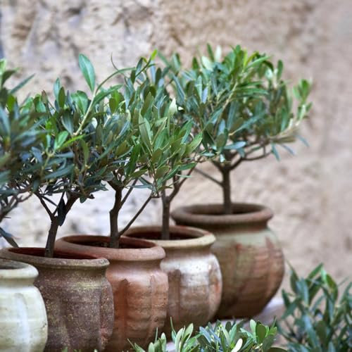 3 pcs olivenbaum samen， mediterrane pflanzen olive tree samen，olivenbaum winterhart pflanzen samen gewächshaus balkon stauden winterhart mehrjährig saatgut geschenk geschenke für gartenliebhaber