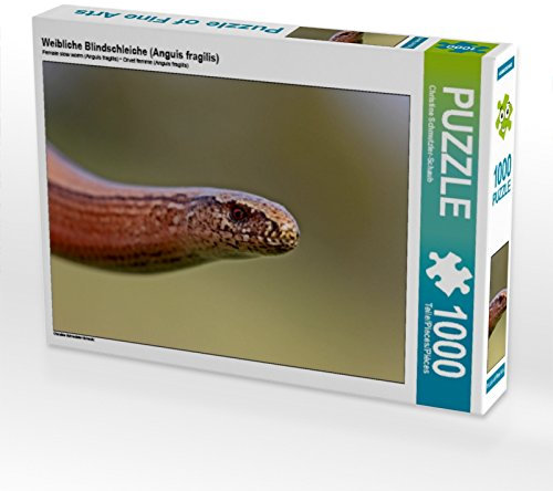 CALVENDO Puzzle Weibliche Blindschleiche (Anguis fragilis) 1000 Teile Lege-Größe 64 x 48 cm Foto-Puzzle Bild von Christine Schmutzler-Schaub