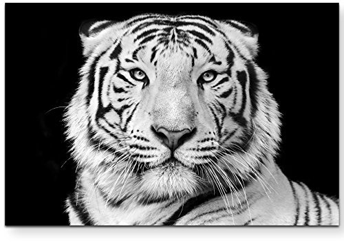 Paul Sinus Art Leinwandbilder | Bilder Leinwand 120x80cm Portrait eines weißen Bengalischen Tiger schwarzweiß