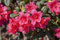Rhododendron repens 'Abendrot' 20-25 cm - Rhododendron, leuchtend rote Blüten, Blütezeit April-Mai, ideal für Kübel, winterhart und pflegeleicht