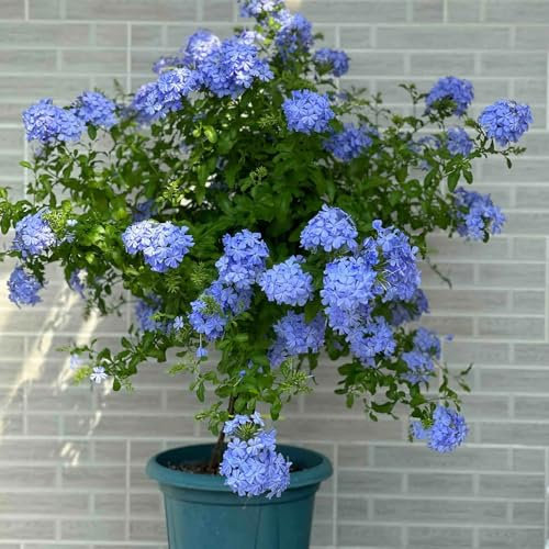 150 pcs Bleiwurz Pflanze Samen gartenpflanzen winterhart mehrjährig, sträucher winterhart Ceratostigma plumbaginoides gastgeschenk blumensamen, balkon beet pflanzen geschenk, blumengeschenk