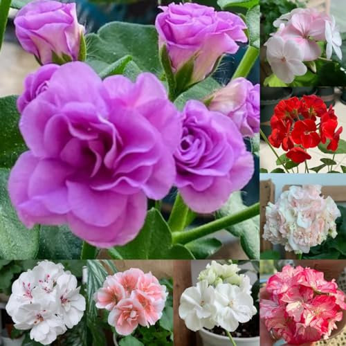 300 pcs Geranien Samen Hängend Mehrjährig, blumen samen plants Geranien Samen - Pelargonium hortorum blumensamen balkon,blumen für balkon blumen balkon bonsai samen blumensamen bienenwiese